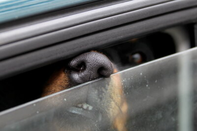 Trotz Hitze: Fahrer lassen in Chemnitz Hunde in Autos zurück, die Polizei hilft - Symbolbild