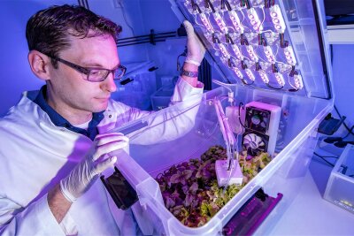 TU Chemnitz forscht an Pflanzenproduktion der Zukunft - Stefan Streif kontrolliert im Labor die Bewässerung, die Beleuchtung und die Belüftung von Pflanzen.
