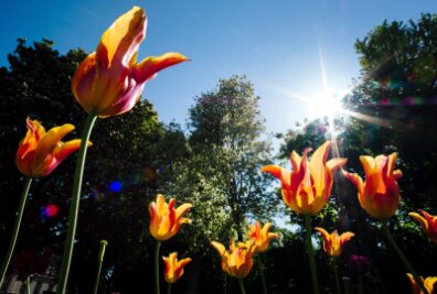Tulpen sollen Gäste von Landesgartenschau begrüßen - 