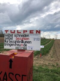 Tulpen zum Selbstpflücken: "Die Ehrlichkeit beträgt nur zwanzig Prozent" - Schilder an den Tulpenfeldern weisen darauf hin, dass die Blumen gezahlt werden müssen.