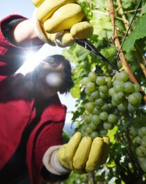 Typisch Wein aus der Ortenau: Mal mineralisch, mal elegant - Gefühlvolle Ernte: Diese Trauben profitierten von einem milden Klima und vielen Sonnenstunden.