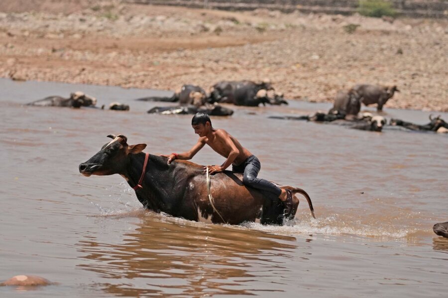 Über 50 Grad in Indiens Hauptstadt - Ein junger Mann badet sein Vieh im Fluss Tawi in Jammu und nimmt gleichzeitig eine Erfrischung.