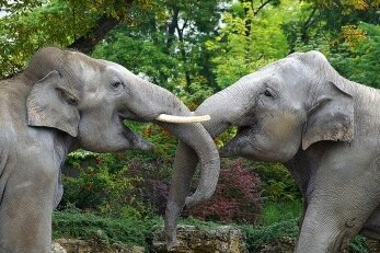 Über das Leben von Elefanten: Entdeckertage im Zoo Leipzig 