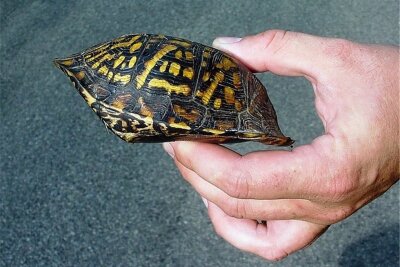 Überlebenskünstler mit Klappverschluss - Eingeschnappt: Dosenschildkröte im Vollschutz. 