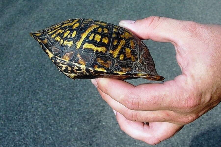 Eingeschnappt: Dosenschildkröte im Vollschutz. 