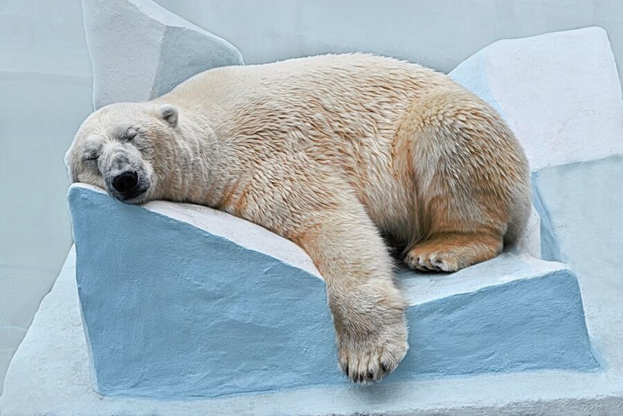 Überlebenskünstler: Was man von Tieren im Winter lernen kann - Kälteschlaf. 