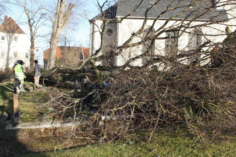 Ulme stürzt auf Friedhof in Lauterbach - 
