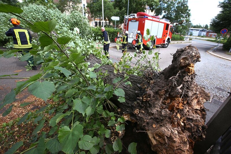 Umgestürzte Bäume, beschädigte Autos: Sturmtief Zeljko vertreibt Sommer - In Hohenstein-Ernstthal lag an der Schillerstraße eine etwa 20 Meter lange Linde in der Einfahrt zum Parkplatz des Amtsgerichtes.