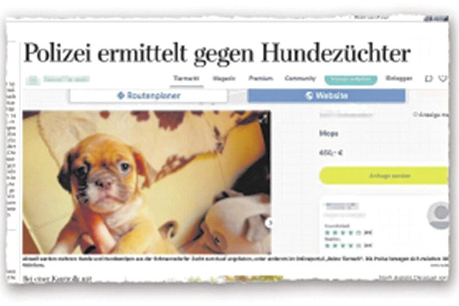 Umstrittene Hundezucht in Erdmannsdorf ist jetzt auch ein Fall für die Bauaufsicht - Die umstrittene Hundezucht in Erdmannsdorf beschäftigt weiter die Behörden.