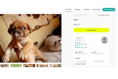 Umstrittene Hundezucht in Erdmannsdorf rückt ins Visier der Behörden - Aktuell werden mehrere Hunde und Hundewelpen aus der Erdmannsdorfer Zucht zum Kauf angeboten, unter anderem im Onlineportal „Deine Tierwelt“. Die Preise bewegen sich zwischen 300 und 900 Euro.