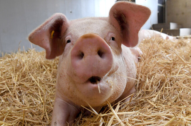 Umstrittene Schweinemastanlage in Königshain: Landkreis Mittelsachsen genehmigt Bau - 