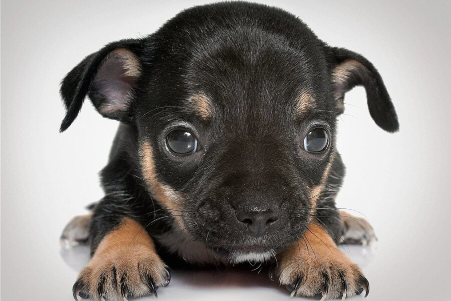 Umstrittene Tierzucht: Wenn süße Hunde höllisch leiden - Resultat von Qualzucht: ein Chihuahua-Welpe. 
