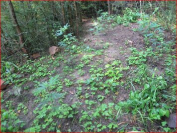 Unbekannte bauen im Wald Cannabis an - Die Täter haben in einem eingezäunten Bereich die Pflanzen angebaut.