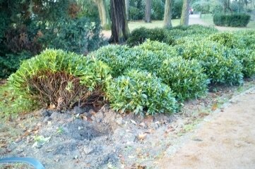 Unbekannte graben Rhododendren aus - Unbekannte haben Rhododendren ausgegraben. 