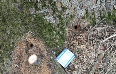 Unbekannte leiten Lösungsmittel in Bäume - Mit diesem Foto hat die Stadt Hartenstein zwei der drei in die Eichen gebohrten Löcher für die Anzeige dokumentiert. 