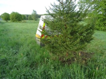 Unbekannte pflanzen Baum vor Blitzer - "Schmuckloser Baum behindert Radarmessung", meldete die Polizei Bitburg am Freitag.
