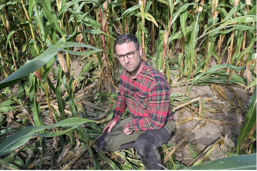 Unbekannte plündern tonnenweise Mais in Crinitzberg – Landwirt sieht Diebe davonfahren - Landwirt Tobias Schossow inmitten des Maisfeldes, das zum Teil von Unbefugten geplündert wurde.