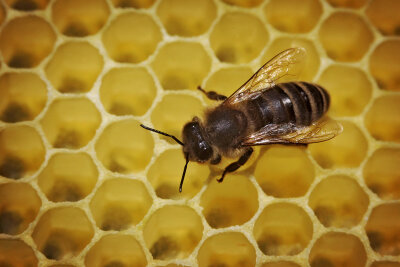 Unbekannte stehlen Bienenvölker - 
