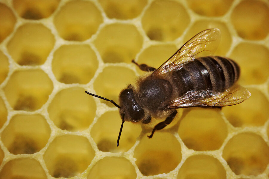 Unbekannte stehlen Bienenvölker - 