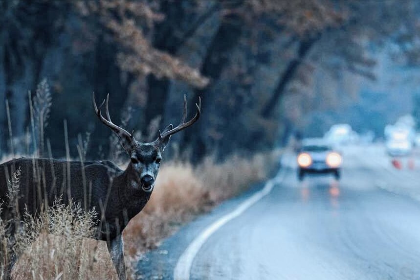 Unbekannter stiehlt im Vogtland einen Hirsch - Anders als im Foto blieb der Hirsch in Großzöbern nicht am Straßenrand stehen. Er rannte in ein Auto, verendete und wurde anschließend von Wilddieben mitgenommen.
