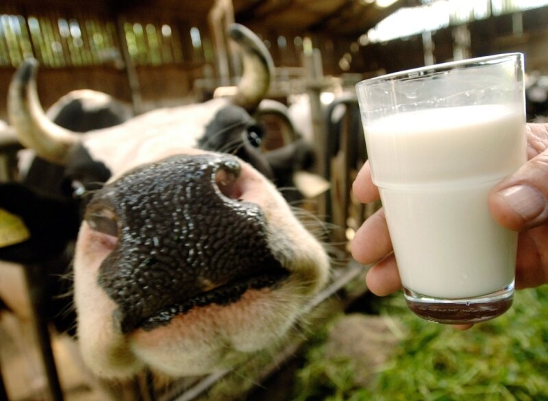 Undurchsichtige Milch - Glückliche Kuh: Milch von Kühen, die auch auf der Weide stehen, gilt als besonders gesund.
