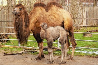 Unerwarteter Nachwuchs bei Kamelen im Tiergarten von Falkenstein - Der junge Trampeltierhengst Elmar mit seiner Mutter Elsa.