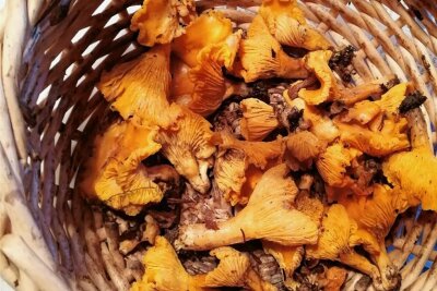 Ungewöhnlicher Pilz-Fund im Erzgebirge - Diese Pfifferlinge wurden jetzt in der Region gefunden. 
