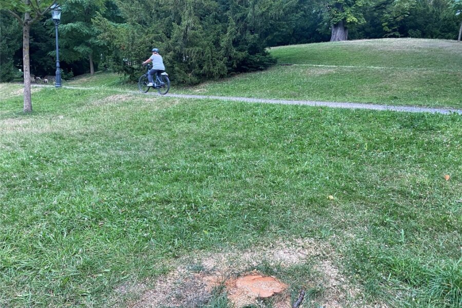 Unglaublich: Dreiste Randalierer fällen gestifteten Baum im Albertpark Freiberg - Mutwillige Zerstörung: Unbekannte haben im Albertpark in Freiberg einfach einen gestifteten Laubbaum gefällt.