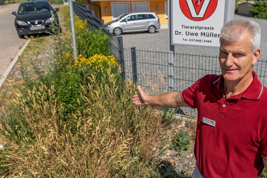 Unkraut-Biotop sprießt in Treuen auf neuem Bankett - Tierarzt Uwe Müller weist die Stadt Treuen alljährlich aufs Neue auf den Wildwuchs neben seinem Grundstück hin.