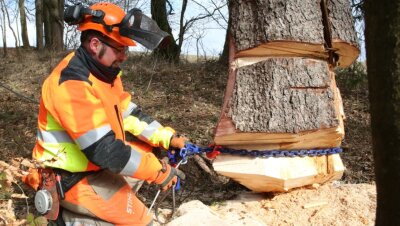 Unter Spannung: Stürme stellen Wehren in Schönfeld vor zusätzliche Aufgaben - Ausbildungsleiter Paul Schaarschmidt legt einen Baum in Ketten. Mit einem Traktor sollte der Koloss zu Fall gebracht werden. 