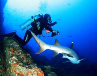 Unter Wasser gibt es einiges zu entdecken - So soll es bald wieder werden: Ein Mitglied des Tauchvereins Oelsnitz auf Haibeobachtung vor Costa Rica. 