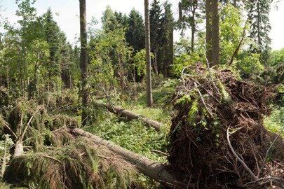 Unwetter wüten am Wochenende in Sachsen - Ein Windhose ist durch ein Waldgebiet in Ehrenfriedersdorf gefegt und hat zahlreiche Bäume umgeknickt.