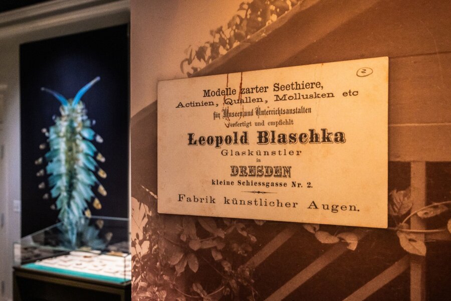 US-Museum feiert Glasmodelle der Blaschka-Künstler - Blick in die Ausstellung "Spineless: A Glass Menagerie of Blaschka Marine Invertebrates" im Mystic Seaport Museum.