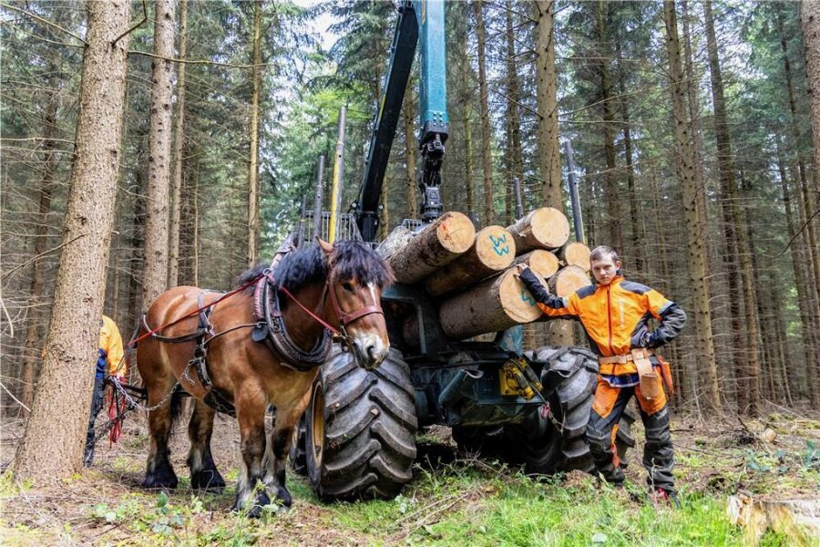 VEB Holz im Erzgebirge gegründet: Was die Genossenschaft bewirken will - Falko, ein fünf Jahre alter Hengst, zeigte Besuchern mit Simon Hegenbarth das Holzrücken. 