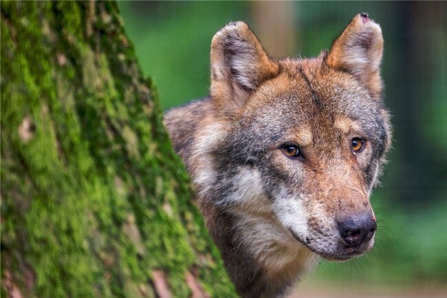 In Sachsen gab es zuletzt laut der Fachstelle Wolf 28 Rudel und 3 Paare. Zu einem Rudel gehören meist fünf bis sechs Tiere. 