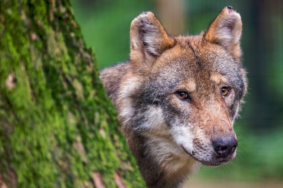 In Sachsen gab es zuletzt laut der Fachstelle Wolf 28 Rudel und 3 Paare. Zu einem Rudel gehören meist fünf bis sechs Tiere. 