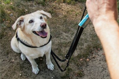 Verdacht auf giftige Hundeköder in Meerane - In Meerane wurden verdächtige Hundeköder gefunden. Die Polizei rät, Hunde zur Sicherheit an der Leine zu führen (Symbolbild). 