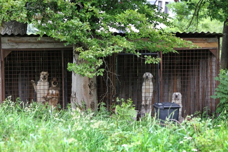 Verdacht auf Tierquälerei im Erzgebirge: Gibt es Hoffnung für die Hunde? - Die Zwinger mit den vier Hunden stehen auf einer Wiese in České Hamry direkt hinter der Grenze. Das Foto wurde von deutscher Seite aus aufgenommen.