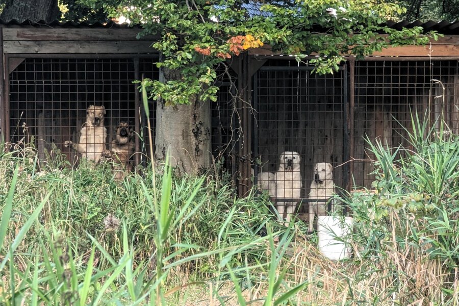 Verdacht auf Tierquälerei im Erzgebirge: Hunde bleiben in Käfigen eingesperrt - Die Hunde dürfen laut Augenzeugen die Zwinger in České Hamry nie verlassen.