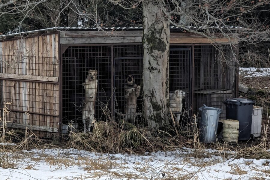 Verdacht auf Tierquälerei im Erzgebirge: Polizei ermittelt wegen möglicher Straftat - Seit Mai sind Hunde in Zwingern auf einem Grundstück direkt an der deutsch-tschechischen Grenze bei Hammerunterwiesenthal eingesperrt. Die Fotos wurden von deutscher Seite aus aufgenommen.