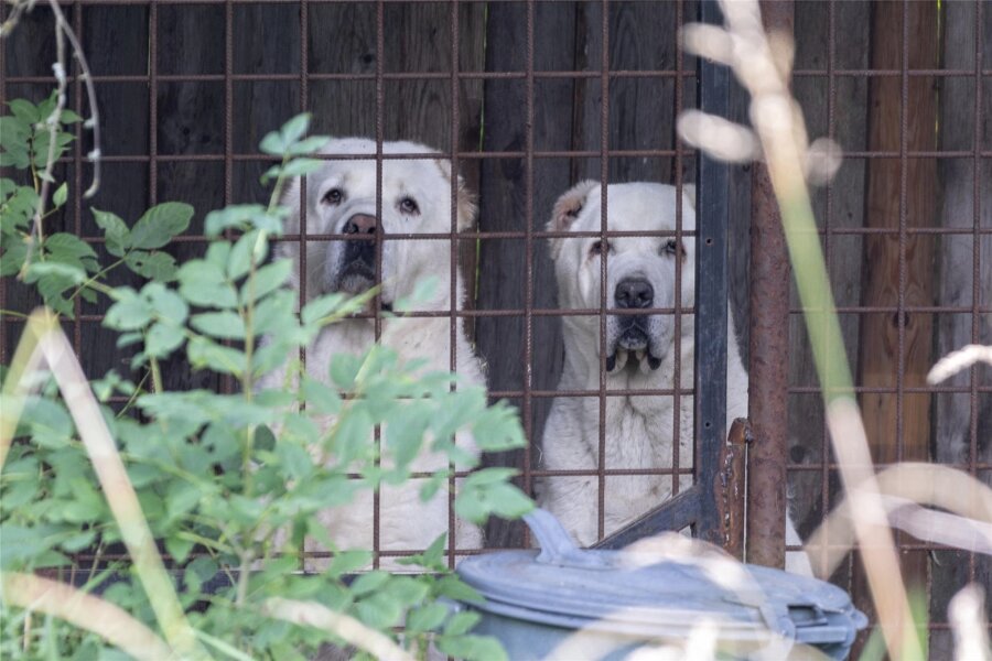 Verdacht auf Tierquälerei im Erzgebirge: Tschechen sperren nächsten Hund in Käfig - Im rechten Käfig sind nun wieder zwei Hunde eingepfercht. Zwischenzeitlich war es nur noch ein Tier, das andere soll nach Prag verkauft worden sein. Nun kam eine neue Hündin dazu. Alle Fotos wurden von deutscher Seite aus aufgenommen.