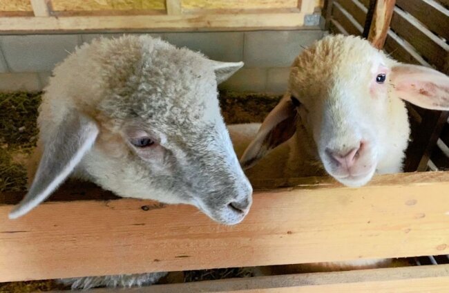 Verdacht auf zwei Wolfsrisse auf Vogtland-Koppel - Die beiden jungen Bergschafe im Stall auf dem Wiesengrundstück an der Großen Pyra. Knapp drei Wochen hatte die Familie Gerber die Tiere auf der Weide bei ihrem Haus, dann starben sie. 