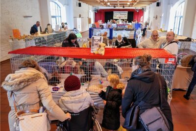 Verein aus Mülsen zeigt,wie Rassekatzen ticken: Große Tiere wollen kuscheln, kleine Babys herumtoben - Die Hobby- und Werbeschau wird in der Festscheune in Thurm gezeigt. 