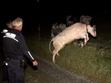 Verirrte Kuh sorgt für Alarm auf A 72 - Mit Unterstützung von Polizei und Feuerwehr sowie mehreren Landwirten kehrte die Kuh nach dem gefährlichen Abstecher zurück zu ihrer Herde hinter dem Weidezaun.