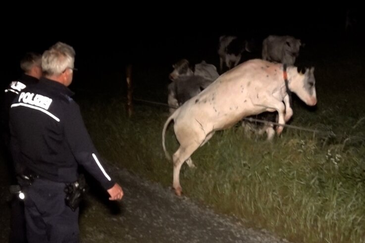 Verirrte Kuh sorgt für Alarm auf A 72 - Mit Unterstützung von Polizei und Feuerwehr sowie mehreren Landwirten kehrte die Kuh nach dem gefährlichen Abstecher zurück zu ihrer Herde hinter dem Weidezaun.