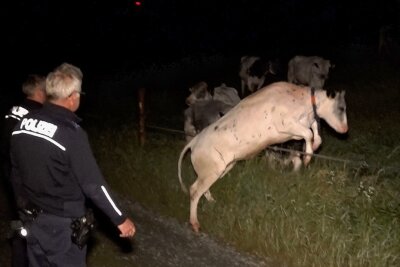 Verirrte Kuh sorgt für Sperrung auf A 72 im Vogtland - Mit Unterstützung von Polizei und Feuerwehr sowie mehreren Landwirten kehrte die Kuh nach dem gefährlichen Abstecher zurück zu ihrer Herde hinter dem Weidezaun.