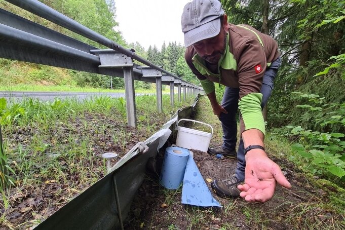 Verkehrte Welt: Warum ein Krötenzaun im Sommer nötig ist - Winzlinge auf der Hand: Bernd Bauer von der GAW leert derzeit täglich die Rettungseimer für die Jungkröten am Vorbecken Rähmersbach. 