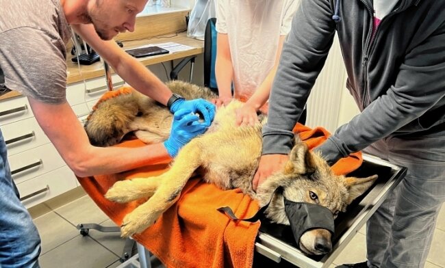 Verletzter Wolf nahe Johann'stadt entdeckt - Vor wenigen Tagen ist im Grenzgebiet ein verletzter Wolf gefunden worden. Von Mitgliedern einer Tierrettungsstation wurde er in eine Veterinärklinik gebracht. 