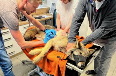 Verletzter Wolf sorgt für Wirbel - Vor wenigen Tagen ist im Grenzgebiet ein verletzter Wolf gefunden worden. Von Mitgliedern einer Tierrettungsstation wurde er in eine Veterinärklinik gebracht. 