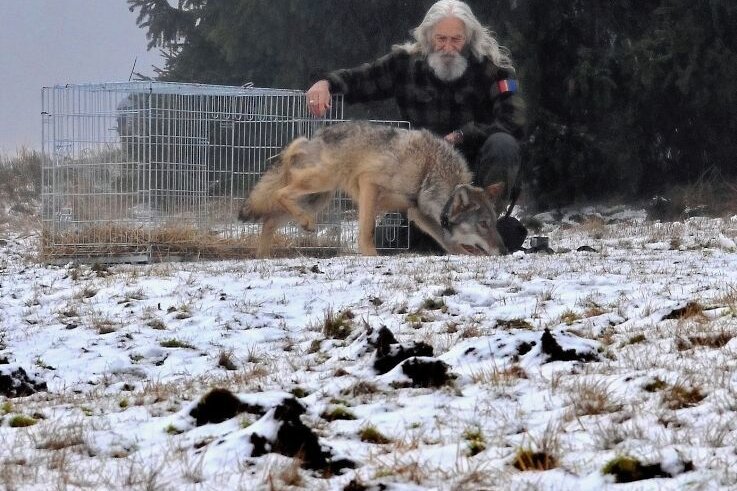 Verletzter Wolf wieder in die Freiheit entlassen - Der im September bei Johanngeorgenstadt verletzte und in der Tierrettungsstation Drosera in Bublava versorgte Wolf wurde wieder in die Freiheit entlassen. 